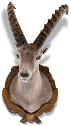 Capricorn - Oasis Zermatt